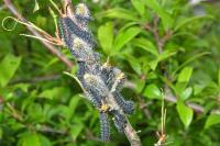 Saturnia pavonia