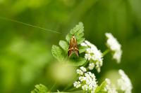 Nemophora degeerella