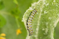 Cucullia verbasci