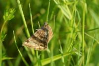 Euclidia glyphica