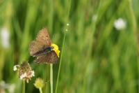Lycaena tityrus