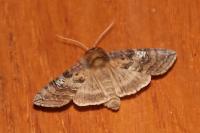 Tethea ocularis