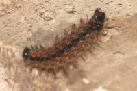 Nymphalis polychloros