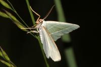 Campaea margaritaria