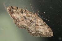 Peribatodes rhomboidaria
