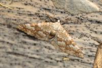Perizoma flavofasciata