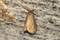 Bijugis bombycella