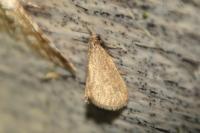 Bijugis bombycella