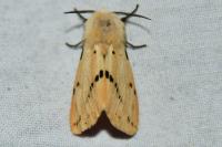 Spilarctia lutea