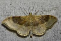 Idaea degeneraria
