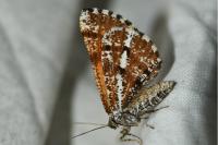 Bupalus piniaria