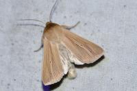 Mythimna pallens