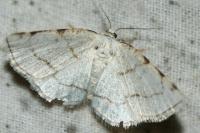 Stegania trimaculata