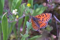 Melitaea didyma