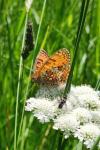 Melitaea phoebe