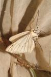 Siona lineata