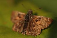 Carcharodus alceae