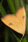 Rivula sericealis