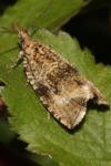 Celypha lacunana