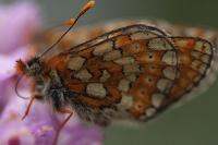 Euphydryas aurinia