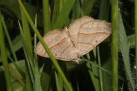 Scotopteryx luridata/mucronata