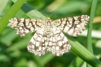 Chiasmia clathrata