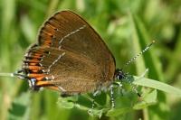 Satyrium pruni