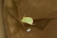 Tortrix viridana