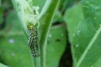 Cucullia verbasci