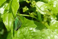 Callophrys rubi