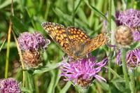 Melitaea phoebe