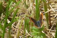 Aricia agestis