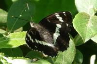 Limenitis camilla