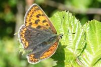 Lycaena tityrus