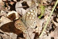 Pararge aegeria