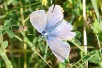 Polyommatus icarus