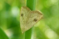 Rivula sericealis