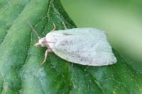 Tortrix viridana
