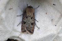 Agrotis exclamationis