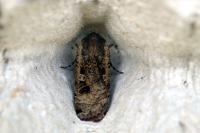 Noctua pronuba