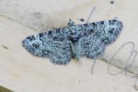 Pasiphila rectangulata