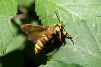 Sesia apiformis
