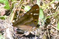 Apatura ilia