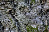 Peribatodes rhomboidaria