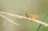 Euphydryas aurinia