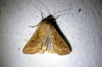 Mythimna vitellina