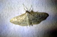 Patania ruralis