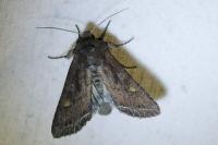 Lacanobia oleracea