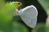 Celastrina argiolus