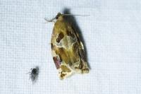 Archips xylosteana